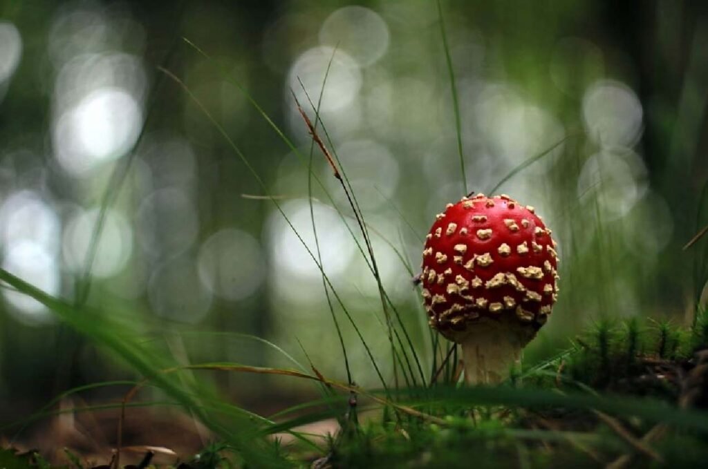 Der Wald in deinem Schrank: Warum getrocknete Pilze jedes Gericht verfeinern getrocknete Pilze